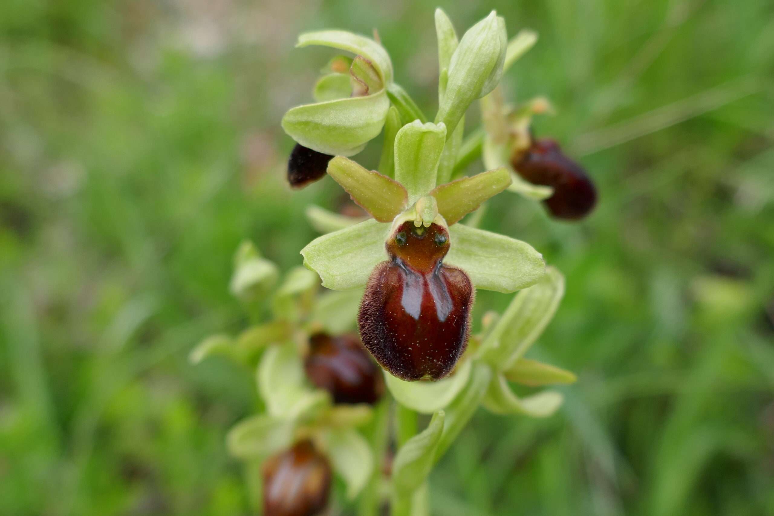 Ophrys-sphecodes_210523_Leudelsbachtal-scaled