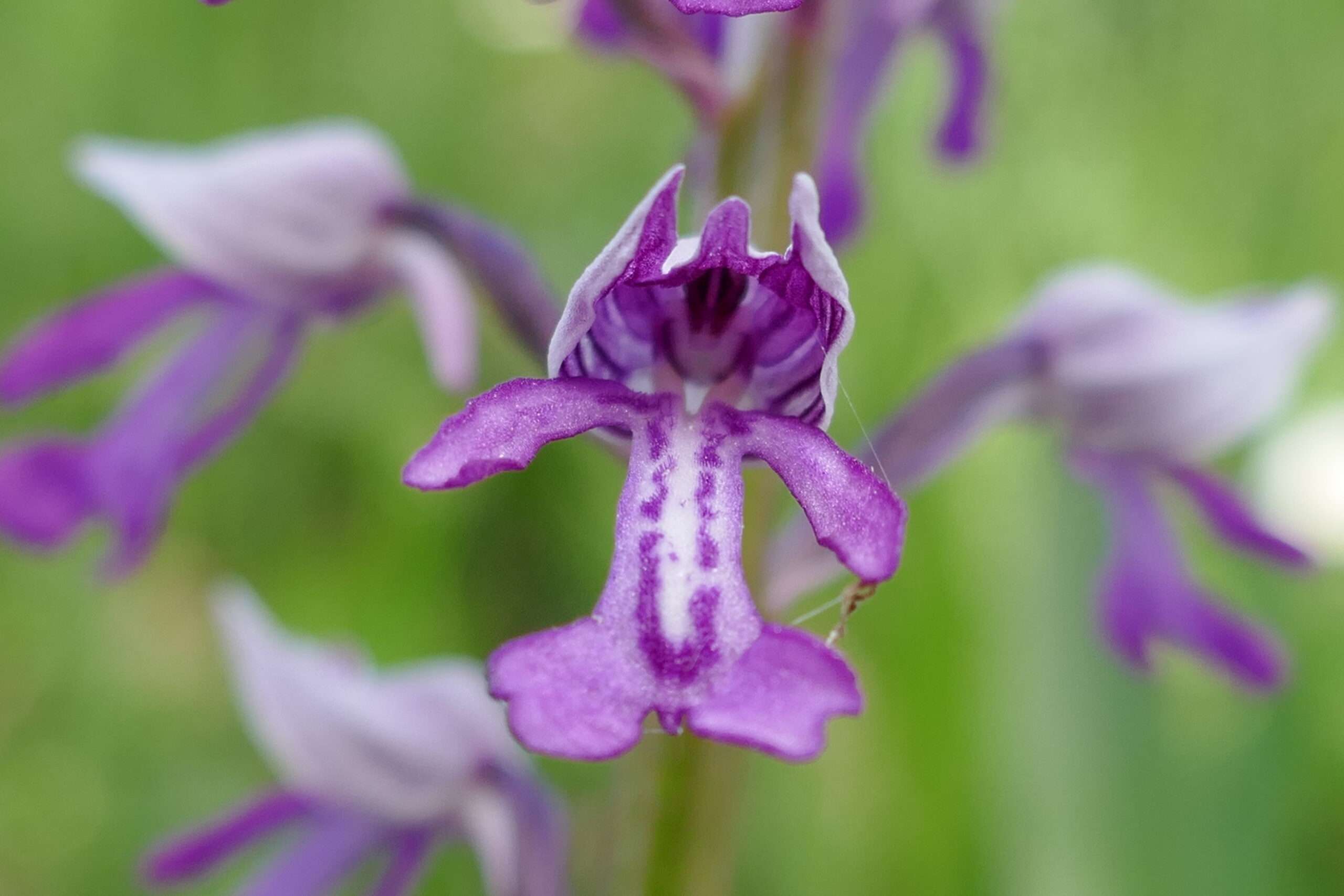 Orchis-militaris_ND-Geist_210521_IV-scaled