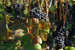04_Trauben_web