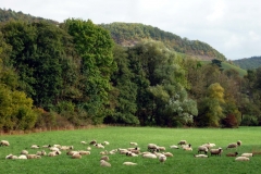05_Schafherde_Hohenhaslach_web