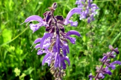 10_Wiesensalbei_web