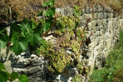 12_Rosswag_Trockenmauer_web