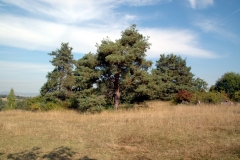 21_Kiefern_web