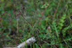 23_Raupe_web