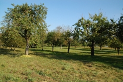24_Streuobst_Kleiningersheim
