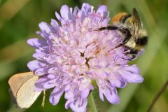 Acker-Witwenblume-und-Waldhummel-I.-Leidus-wikipedia-cc-scaled