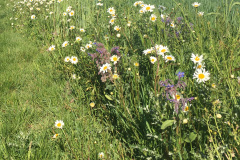 Waldstaudenroggen-Margeriten-Borretsch