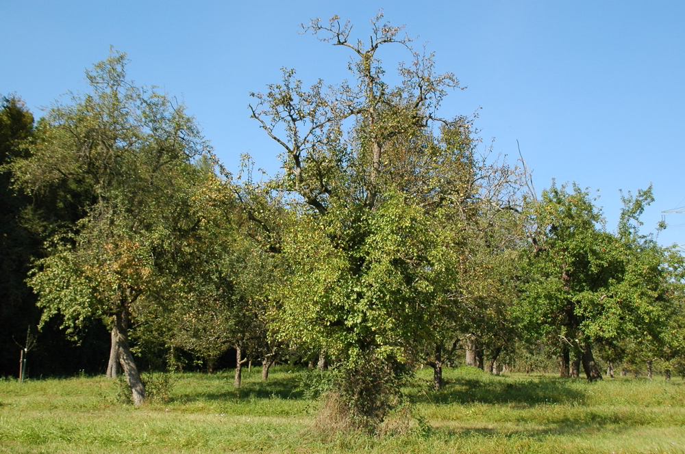  Obstbaumschnitt
